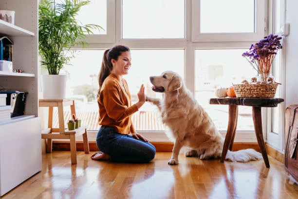 Accessories for home and walks
