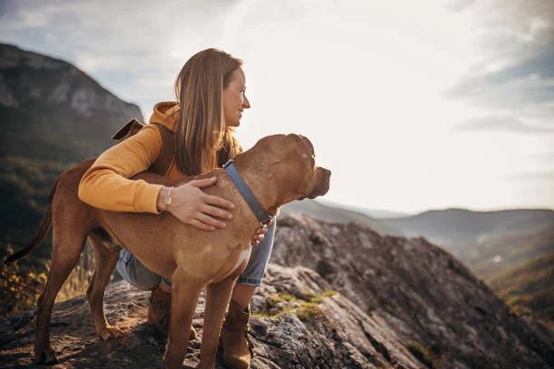 Perfect for your journey - Dog & You