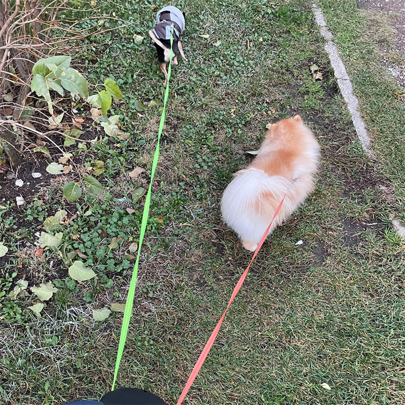🐾 Dog & You™ Dual LED Retractable Leash