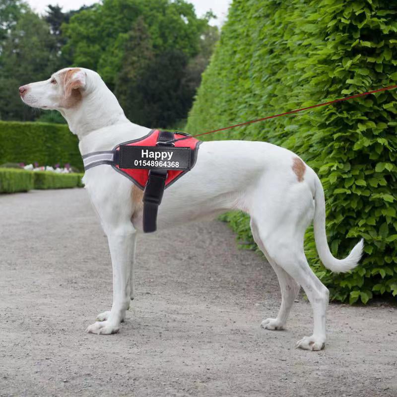 🐾 Dog & You™ Personalized No-Pull Harness - Dog & You